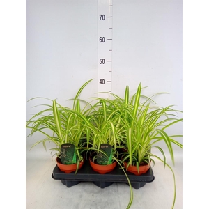 Chlorophytum com. 'Variegatum'