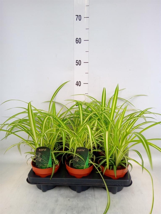 <h4>Chlorophytum com. 'Variegatum'</h4>