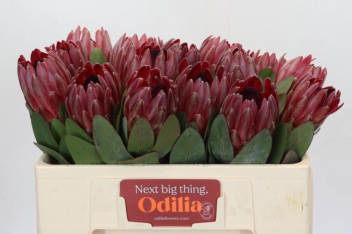 <h4>PROTEA SHARONET</h4>