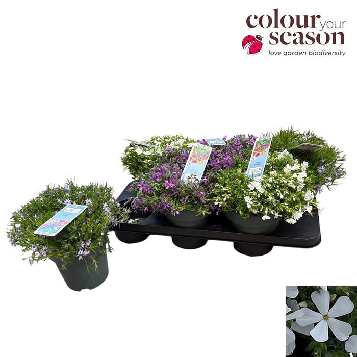 <h4>PHLOX SUBULATA</h4>