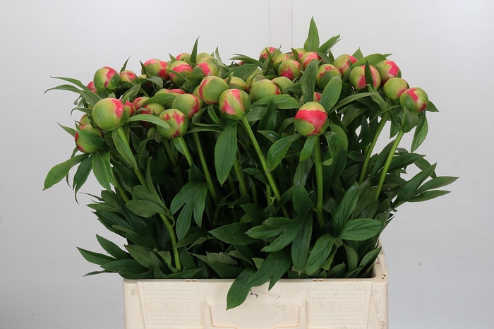 <h4>Paeonia Coral Charm</h4>