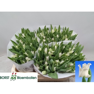 TU CO WHITE LIBERSTA