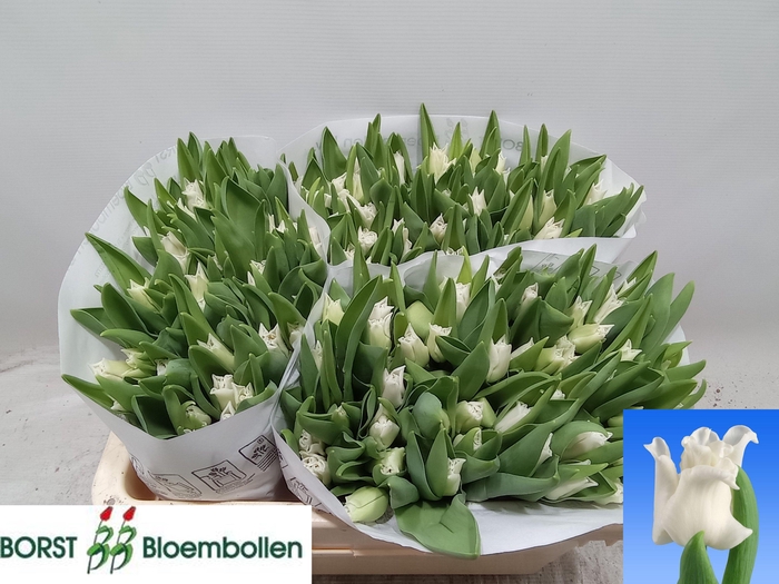 <h4>TU CO WHITE LIBERSTA</h4>