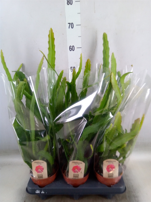 <h4>Epiphyllum   ...</h4>