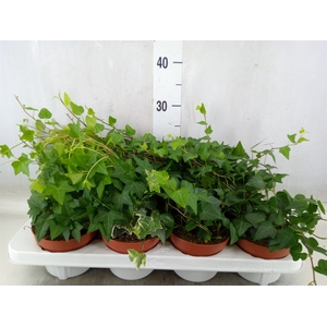 Hedera   ...mix