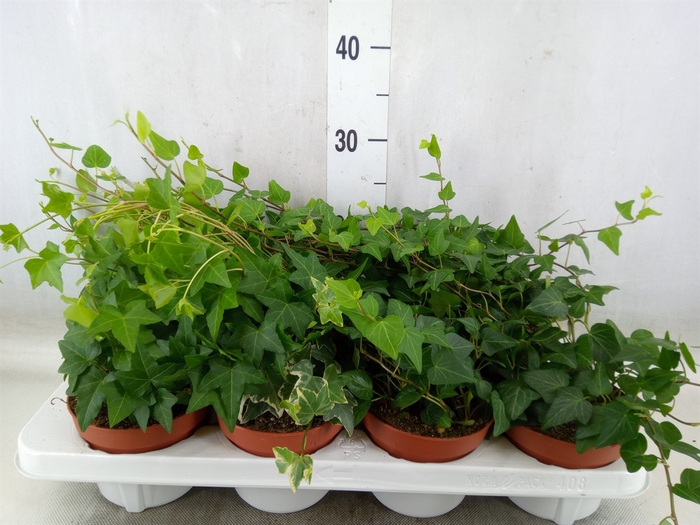 <h4>Hedera   ...mix</h4>