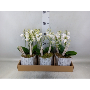 Arr.   Kamerplant Groen L%