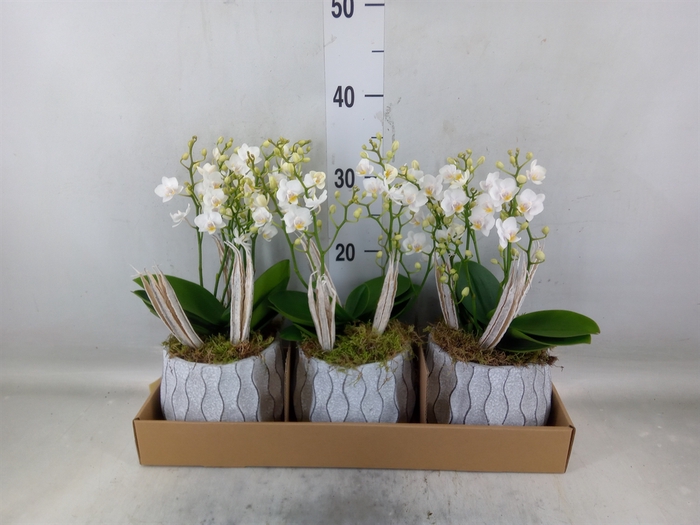 <h4>Arr.   Kamerplant Groen L%</h4>