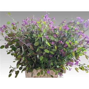 Lunaria Ann Paarse P