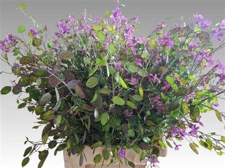 <h4>Lunaria Ann Paarse P</h4>