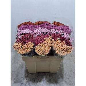 CHR SAN MAD TYO GEM FT