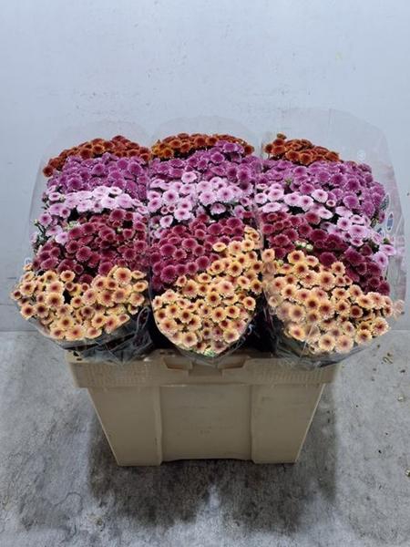 <h4>CHR SAN MAD TYO GEM FT</h4>