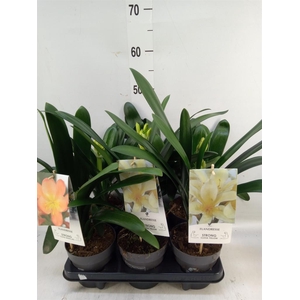 Clivia   ...mix