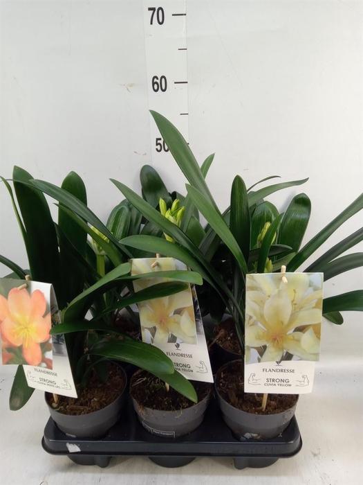 <h4>Clivia   ...mix</h4>