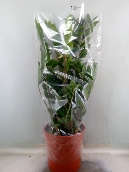 <h4>Zamioculcas zamiifolia</h4>