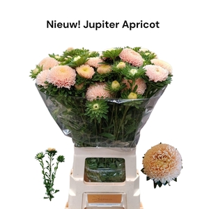 CALLIS JUPITER ROSE