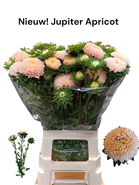 <h4>CALLIS JUPITER ROSE</h4>
