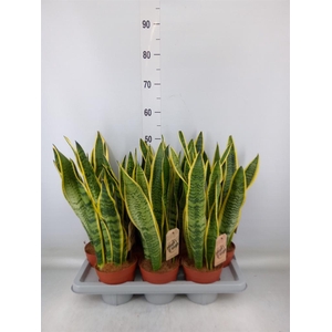 Sansevieria trifa. 'Laurentii'