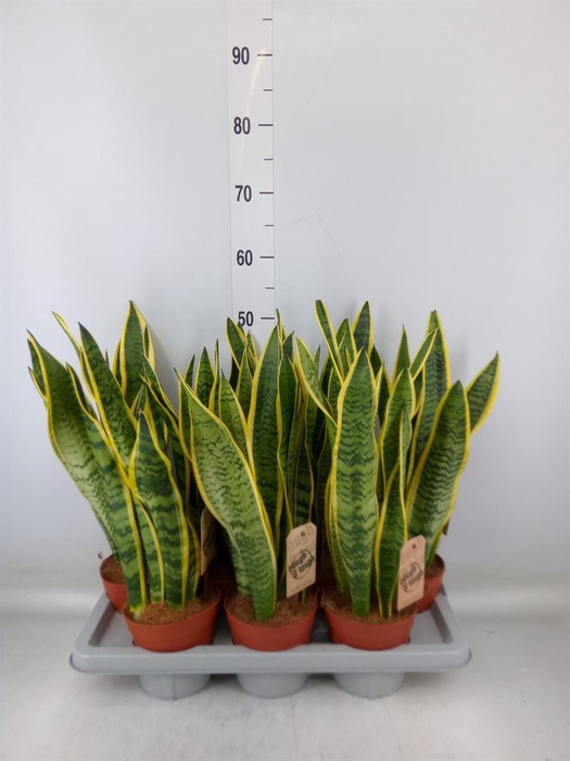 <h4>Sansevieria trifa. 'Laurentii'</h4>