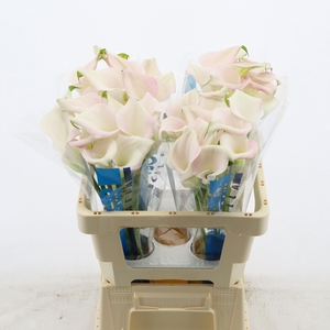 Calla Melrose