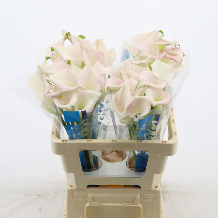 <h4>Calla Melrose</h4>