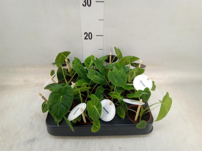 <h4>Alocasia   ...</h4>