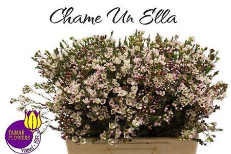 <h4>Chame Un Ella</h4>