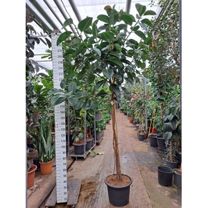 Ficus elastica 'Robusta'