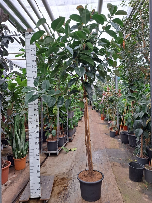 <h4>Ficus elastica 'Robusta'</h4>