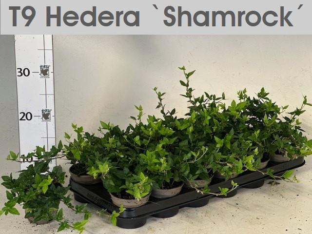 <h4>HED HE SHAMROCK</h4>