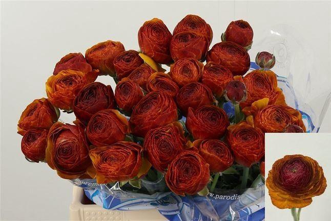 <h4>RAN SU NERONE</h4>