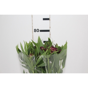 ALSTROEMERIA POMPEII 080 CM