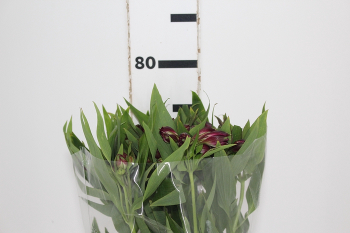 <h4>ALSTROEMERIA POMPEII 080 CM</h4>