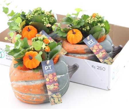 arr8 Arr Kamerpl In Keramiek Pumpkin