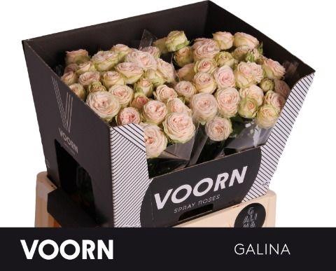 <h4>Rosa TR 'Galina' VOORN</h4>