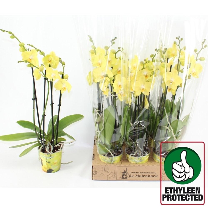 <h4>PHAL AN SAVONA</h4>