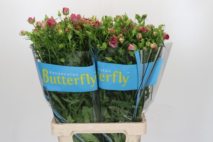 Ranunculus Butterfly Lycia