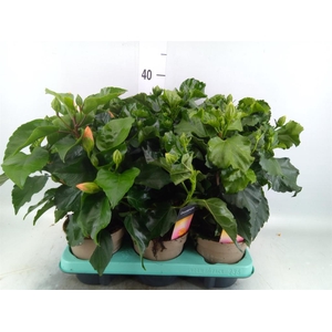 Hibiscus rosa-sin. 'T Frutti' ..mix