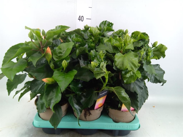 <h4>Hibiscus rosa-sin. 'T Frutti' ..mix</h4>