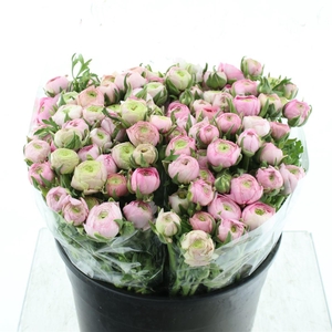 Ran Aazur Pink Extra