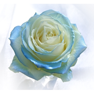 R GR BABY SATIN BLUE R84 x20