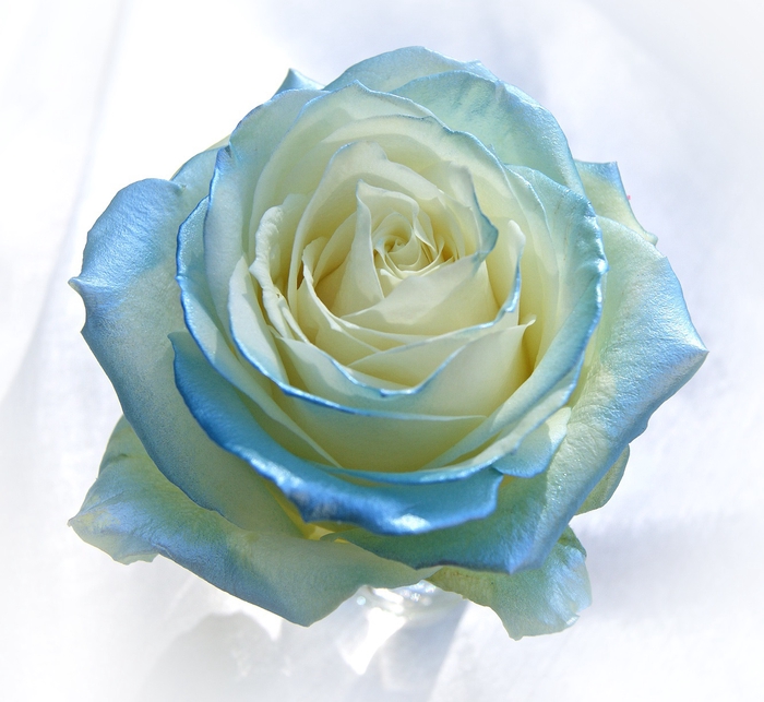 <h4>R Gr Baby Satin Blue R84</h4>