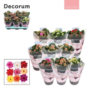 Kalanchoe Decorum TENDER - Serenity mix