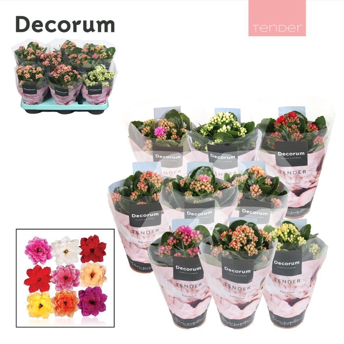 <h4>Kalanchoe Decorum TENDER - Serenity mix</h4>