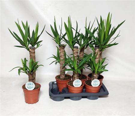 <h4>Yucca 45-20 1+</h4>