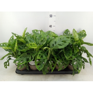 Monstera obliqua 'Leichtlinii'