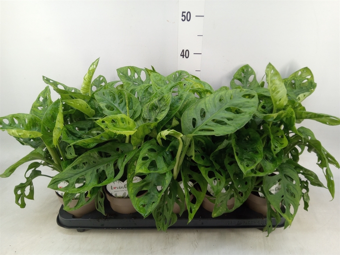 <h4>Monstera obliqua 'Leichtlinii'</h4>