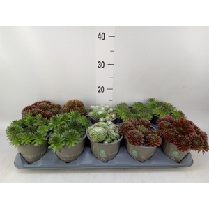 Sempervivum   ...mix