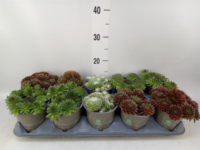 <h4>Sempervivum   ...mix</h4>