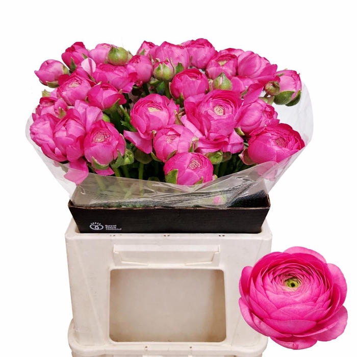 <h4>RAN EL DARK PINK</h4>